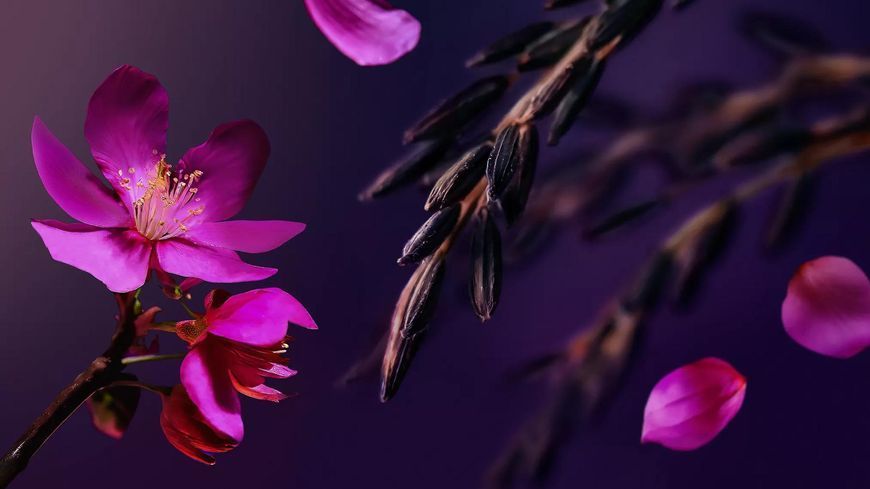Гель-пінка для душу THE RITUAL OF YOZAKURA COLLECTION TRY50 фото